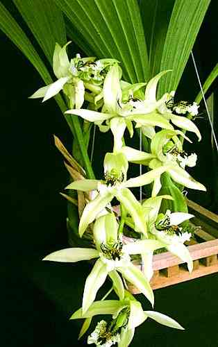 Coelogyne pandurata